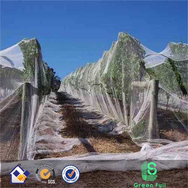 Anti Hail Net for fruit field factory