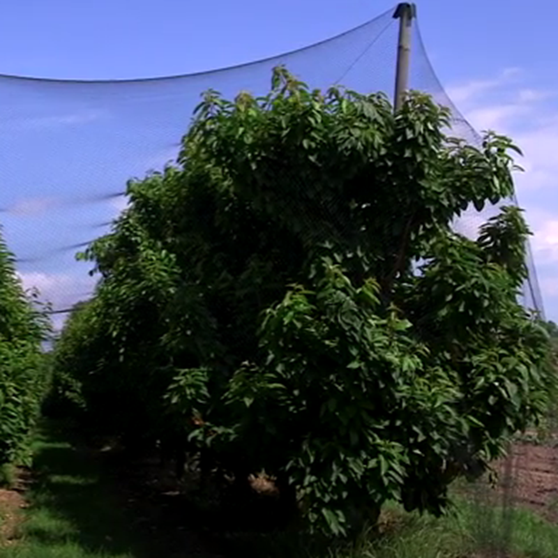 Agricultural HDPE+UV treated anti-bird netting for farmland