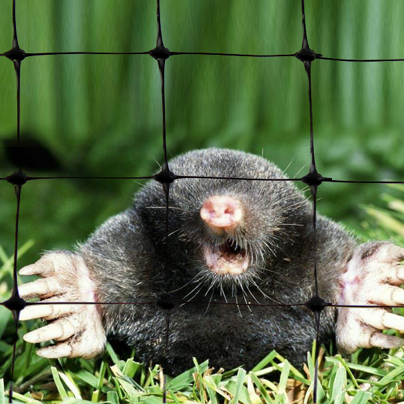 Economy Polypropylene extruded anti moles netting/Black Plastic Against Mole Netting/Anti Deer Net/Anti Bird Net